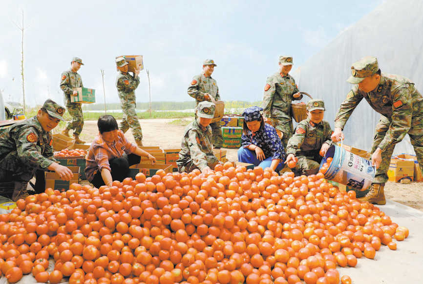 萧县组织民兵帮助村民采收蔬果